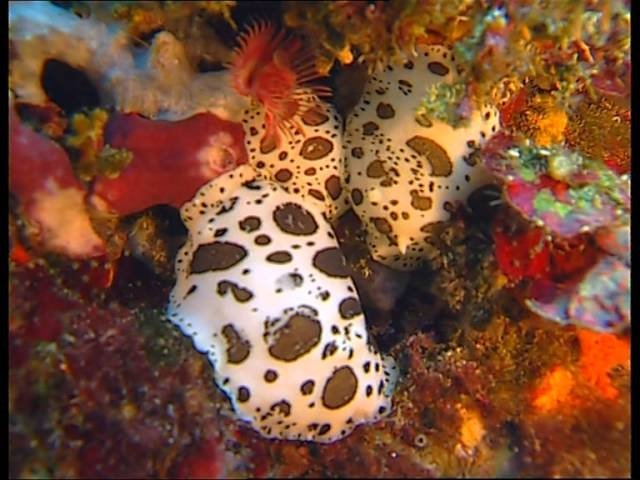 C'est pas sorcier - La réserve sous-marine de Port-Cros