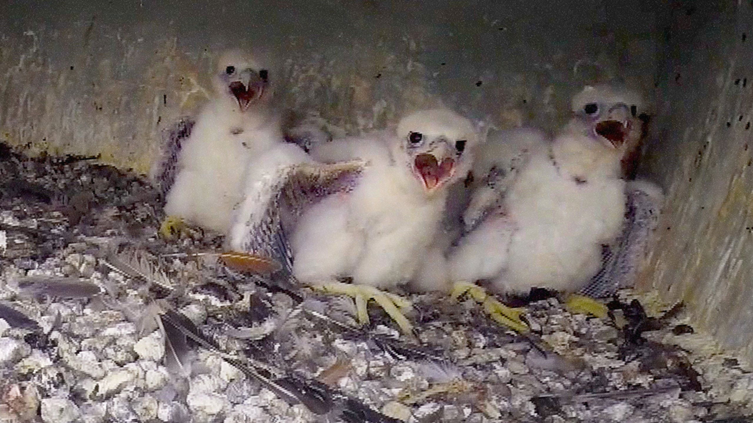 Great Lakes Wild S01E05 backdrop