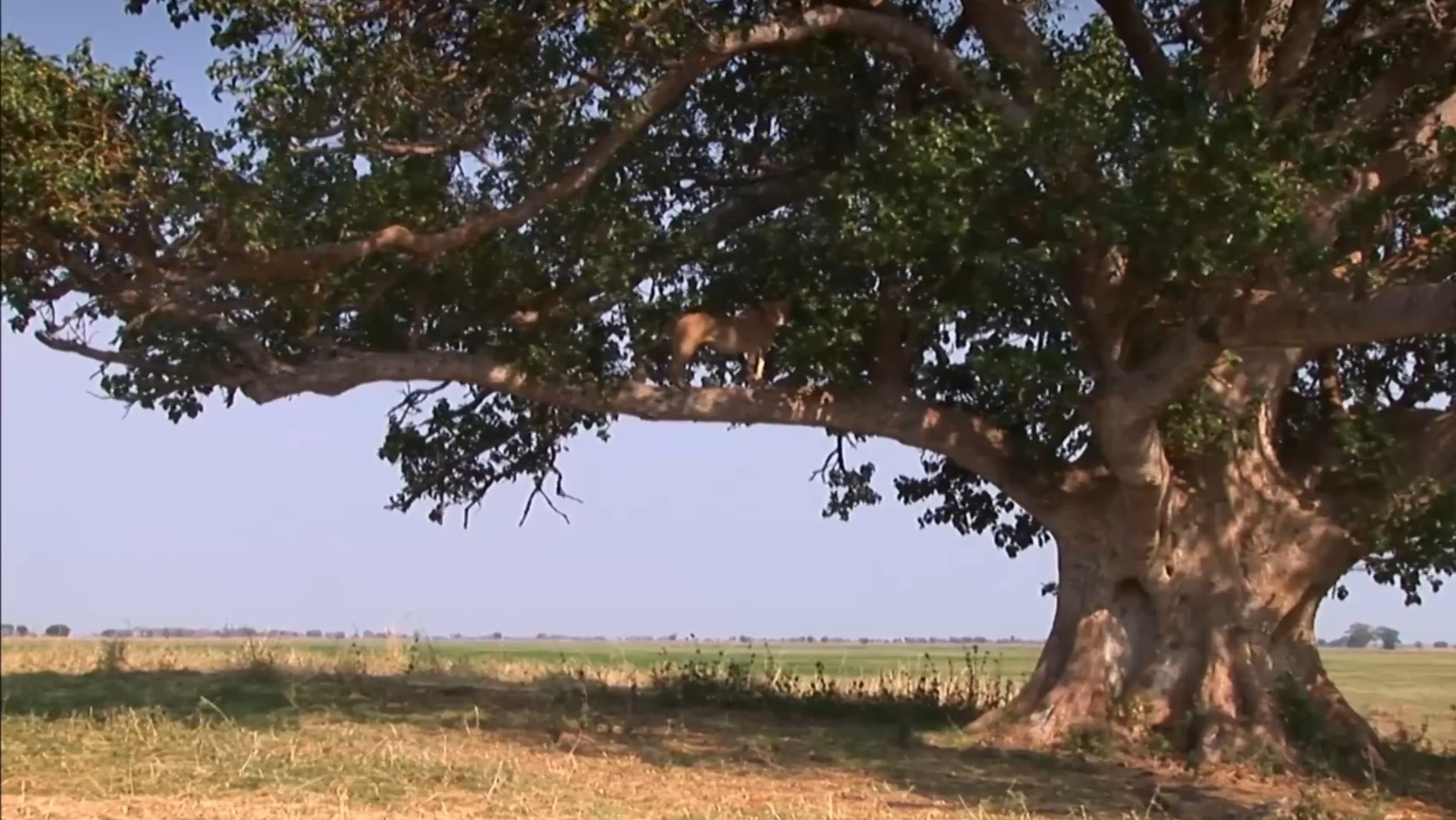 The Lion Tree (2010)