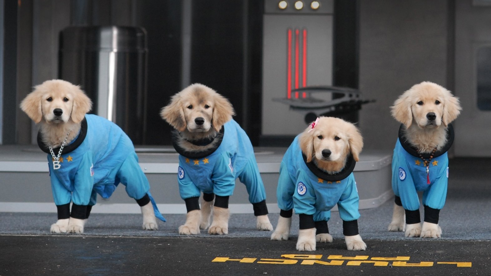 whiz pup academy whiz pup academy