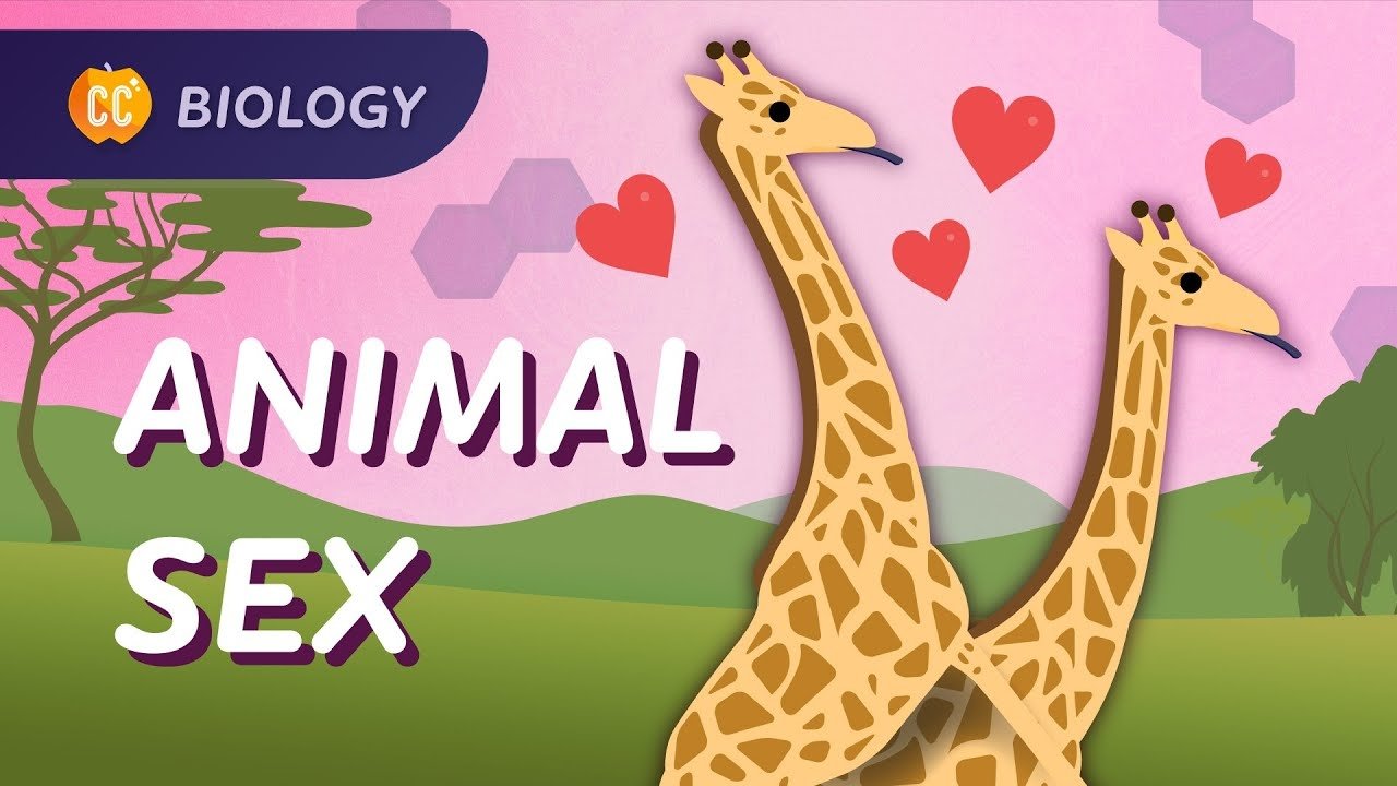 Crash Course Biology - Épisode 47