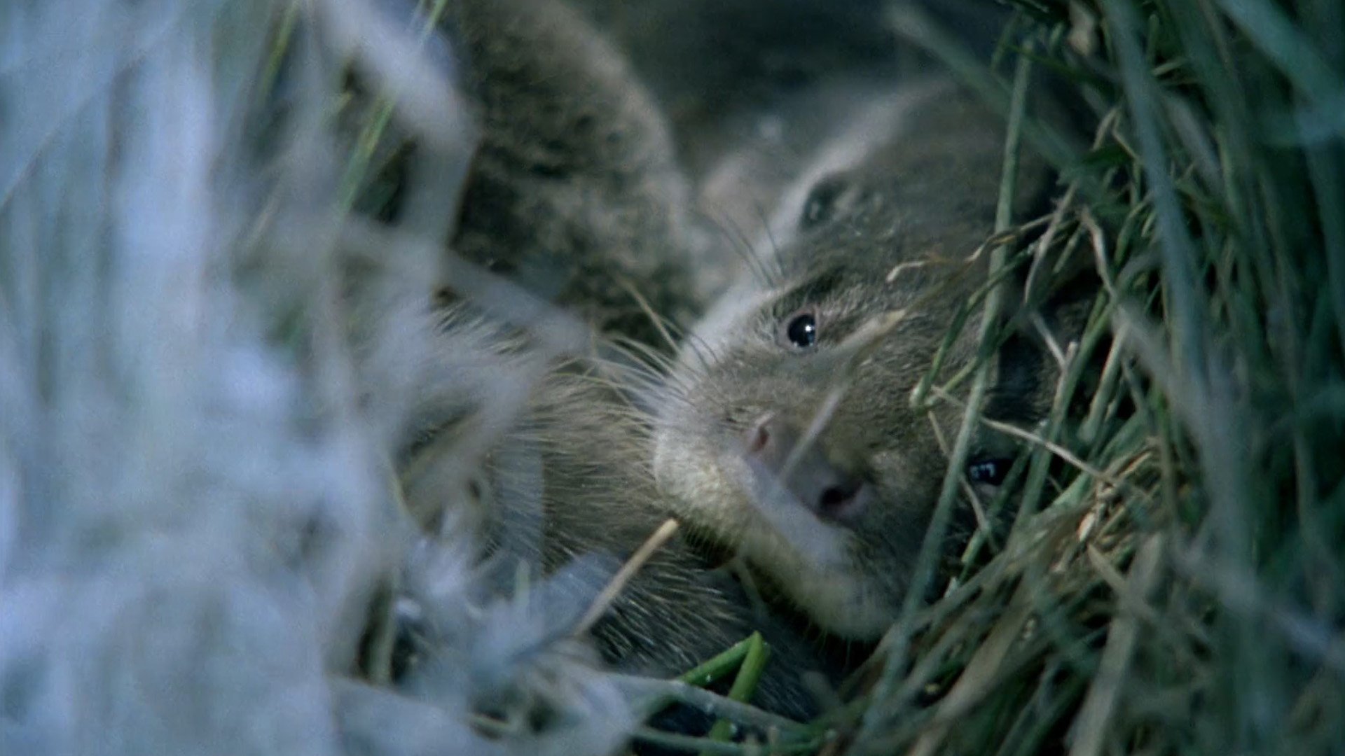 Tarka the Otter (1979)