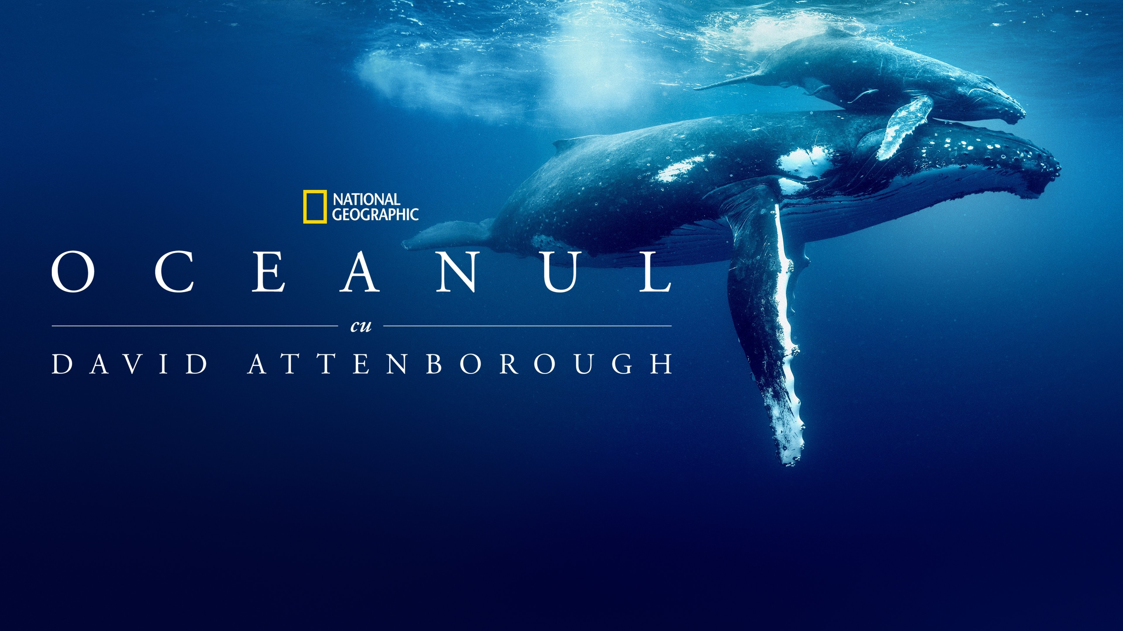 Ocean with David Attenborough backdrop