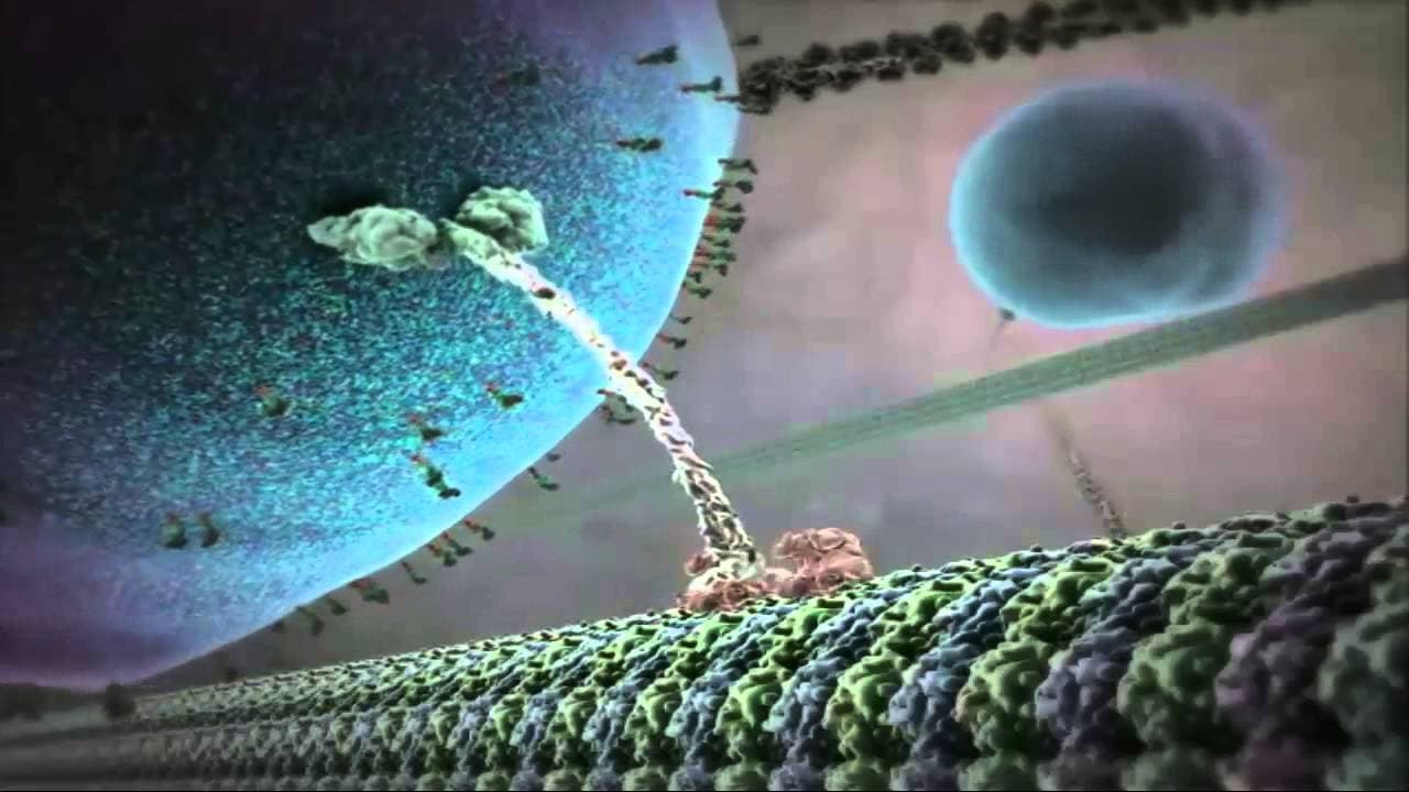 The Inner Life of the Cell (2006)