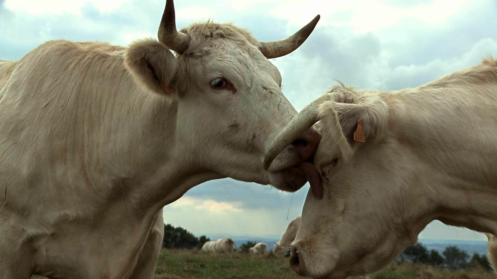 Bovines (2012)