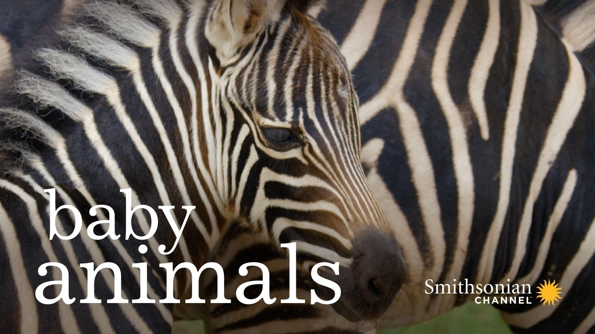 Baby Animals backdrop