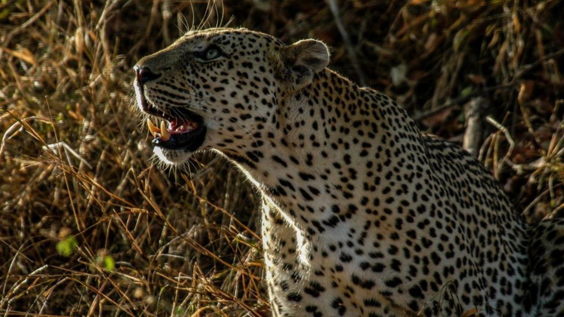 Africa's Deadliest