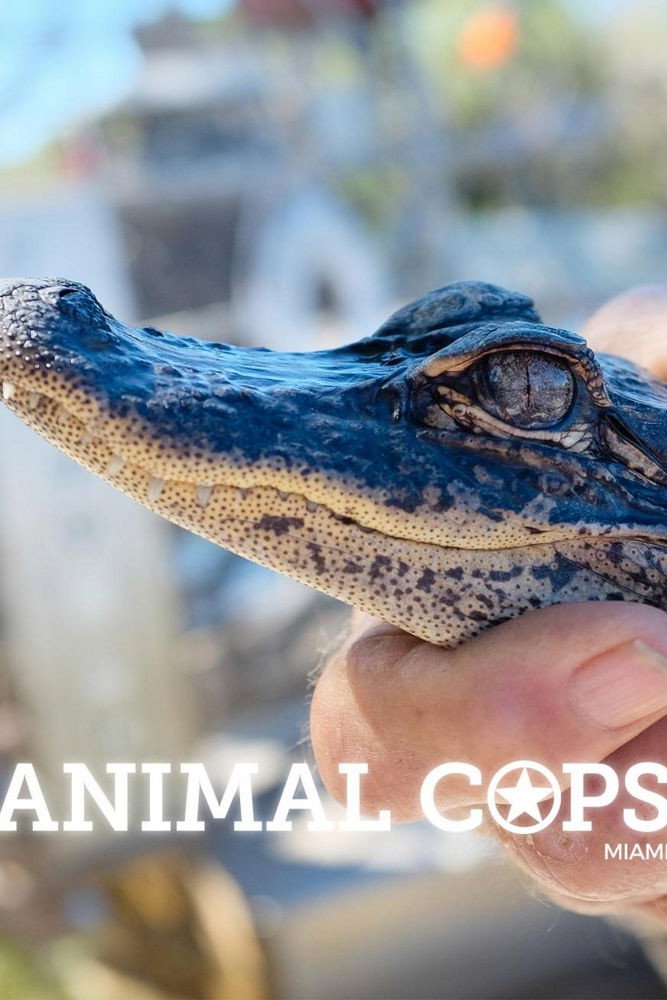 Poster de Animales en Riesgo: Miami