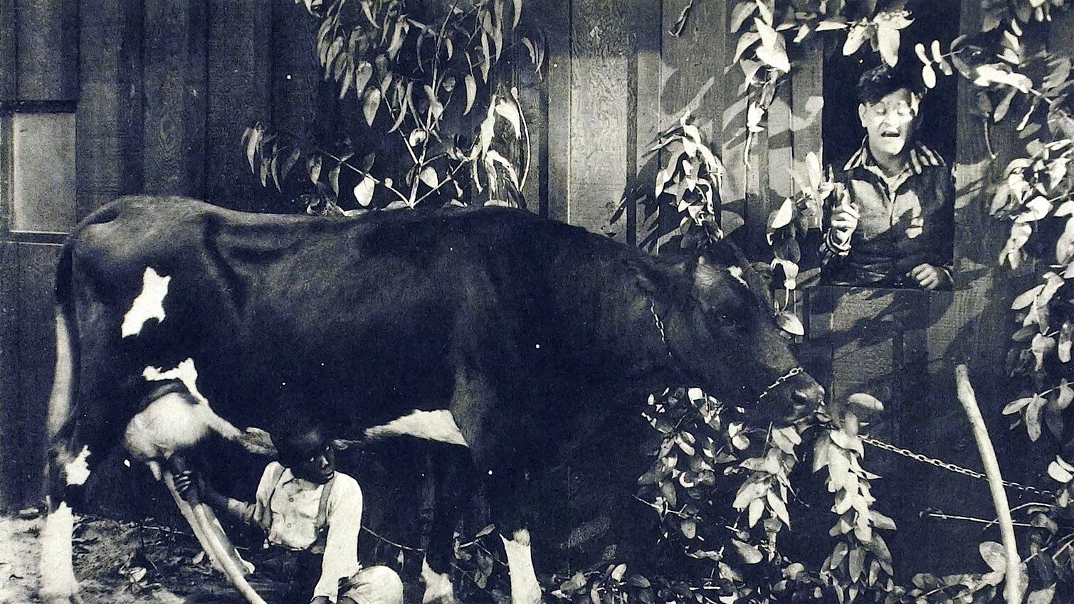 Moonshine (1920)