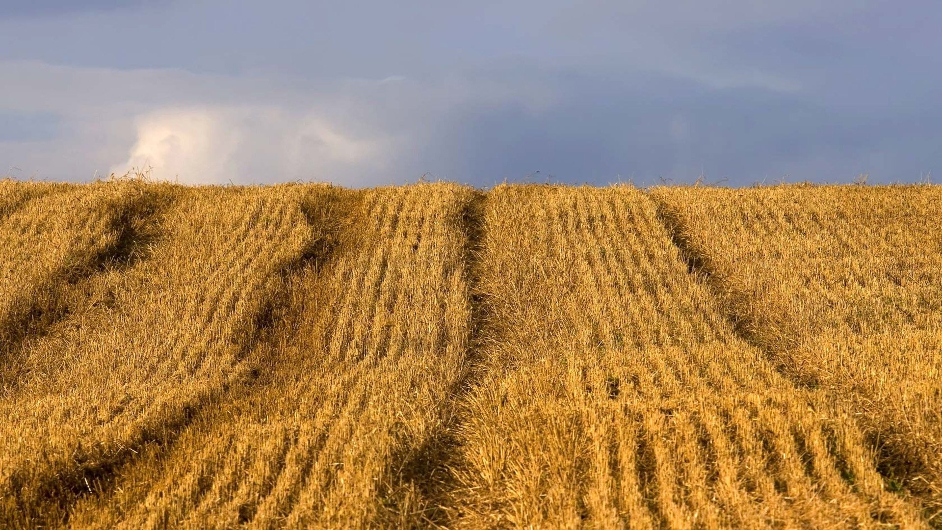 Food Matters (2010)