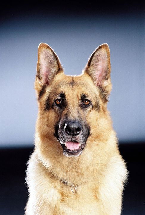 et billede af Rhett Butler