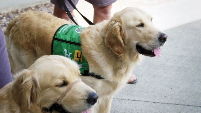 Dog Squad Puppy School