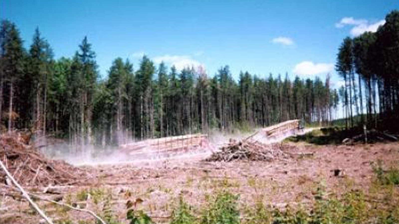 Forest Alert (1999)