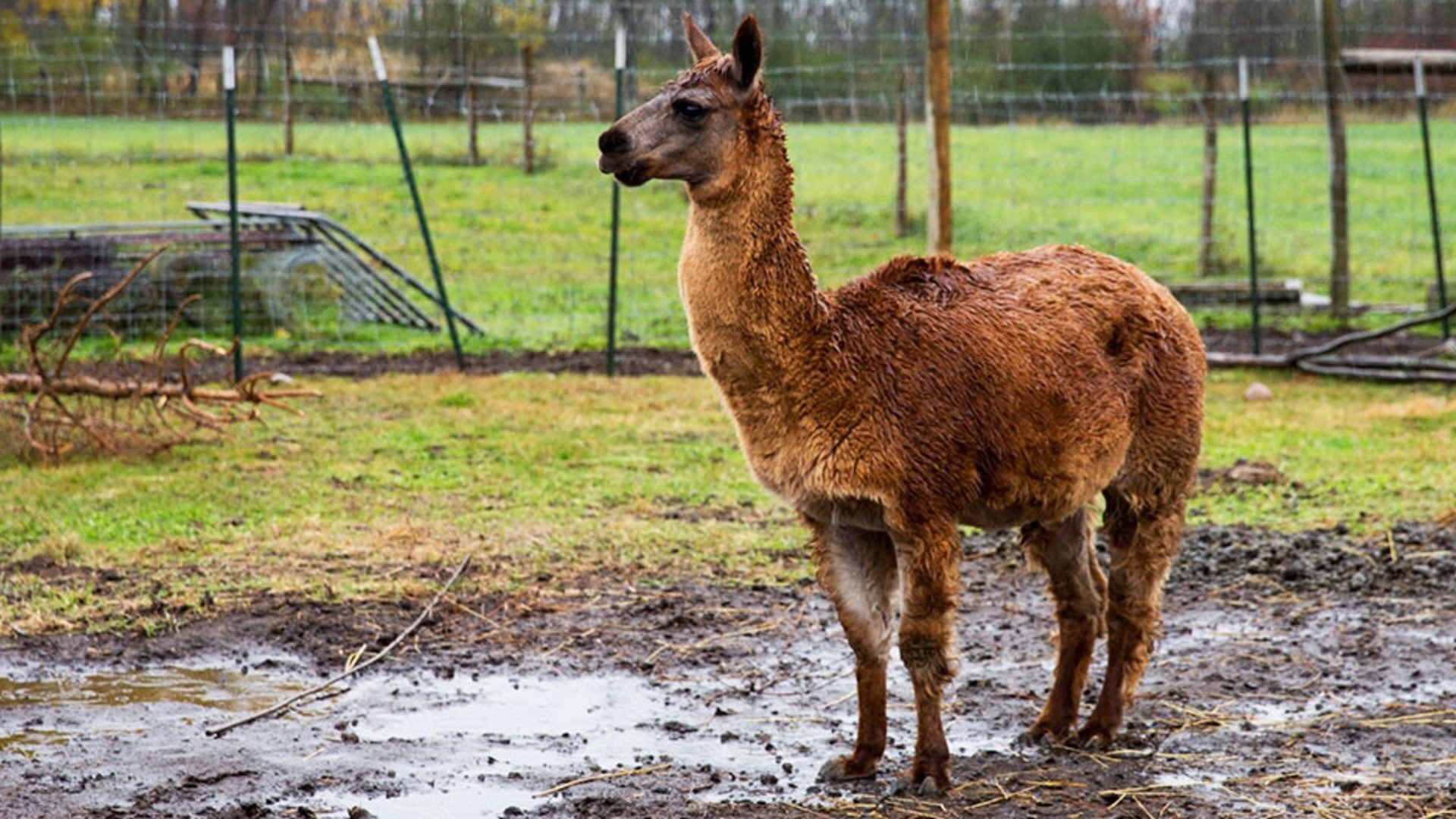 The Incredible Dr. Pol