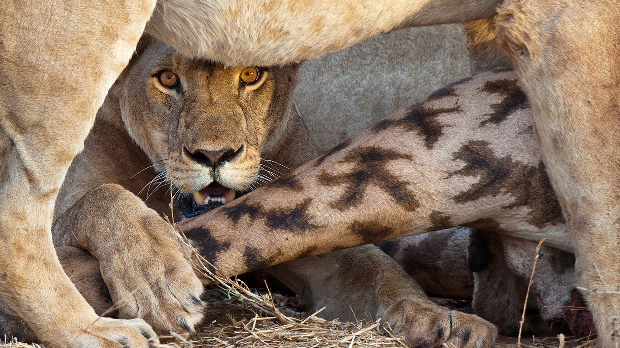 Lion Kingdom