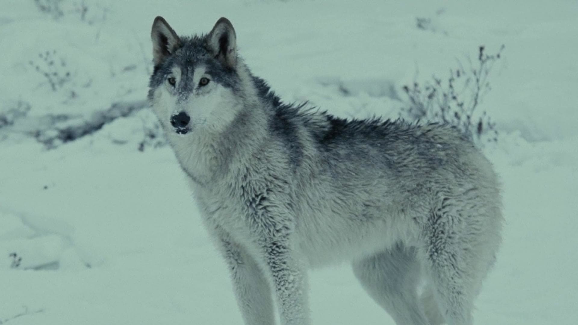 Image du film Loup 4fnrapwunxhr9gtlfztsqocyrwtjpg