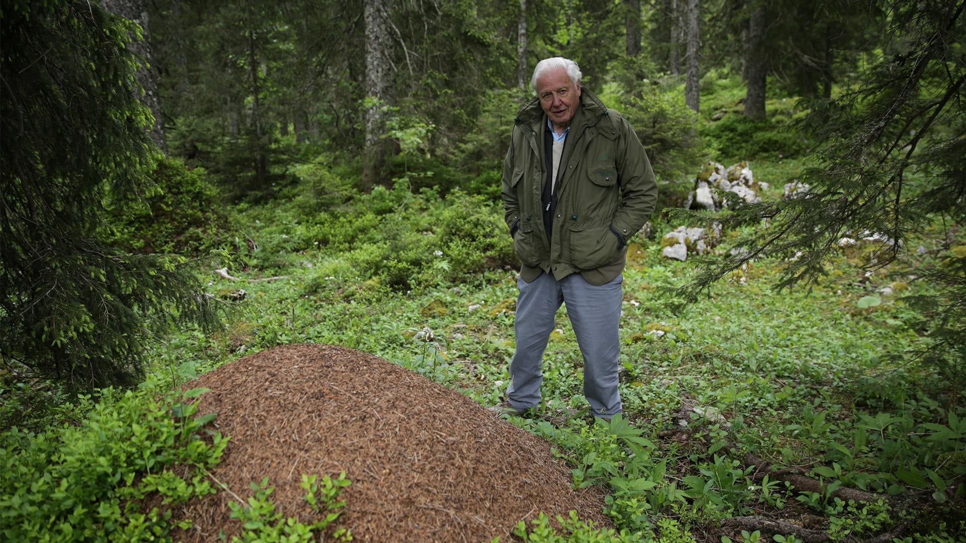 Attenborough y la montaña de las hormigas