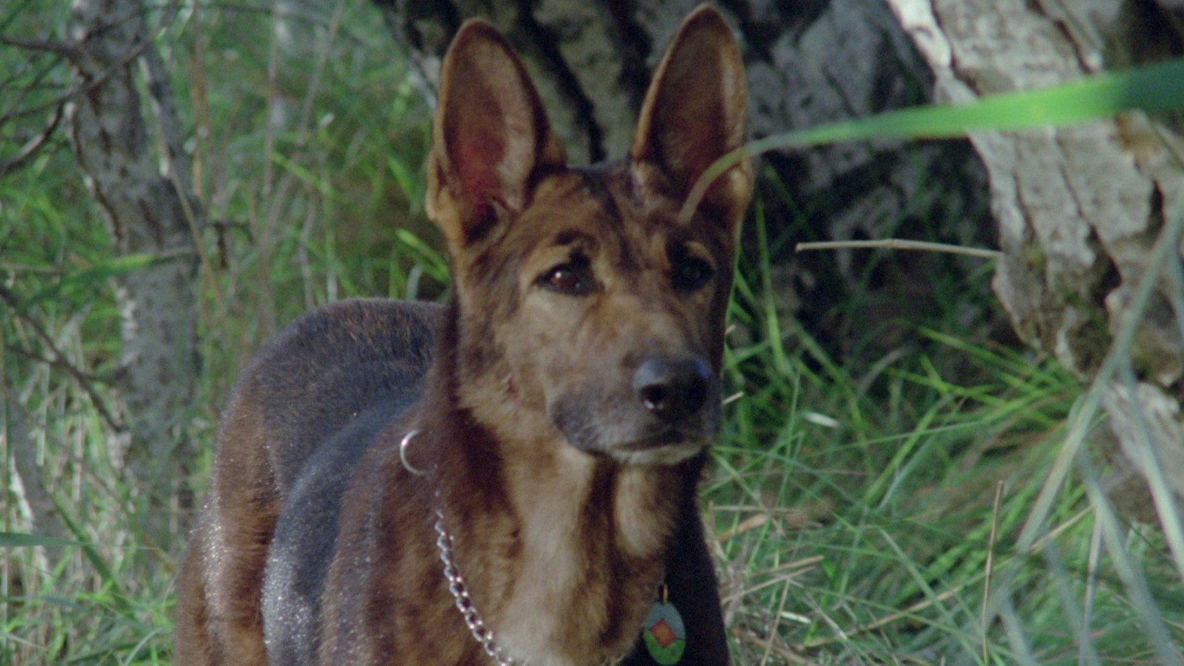 A Dog Called... Vengeance (1977)