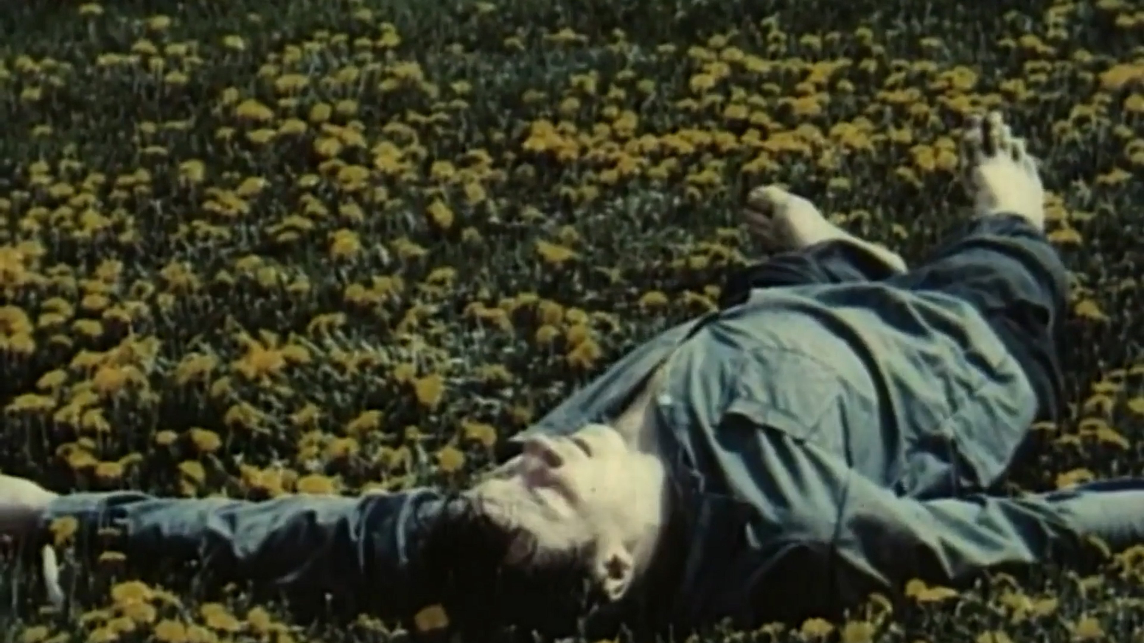 Dandelions' Bloom