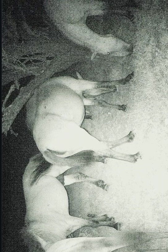 Poster for Walking on a Sleeping Elk