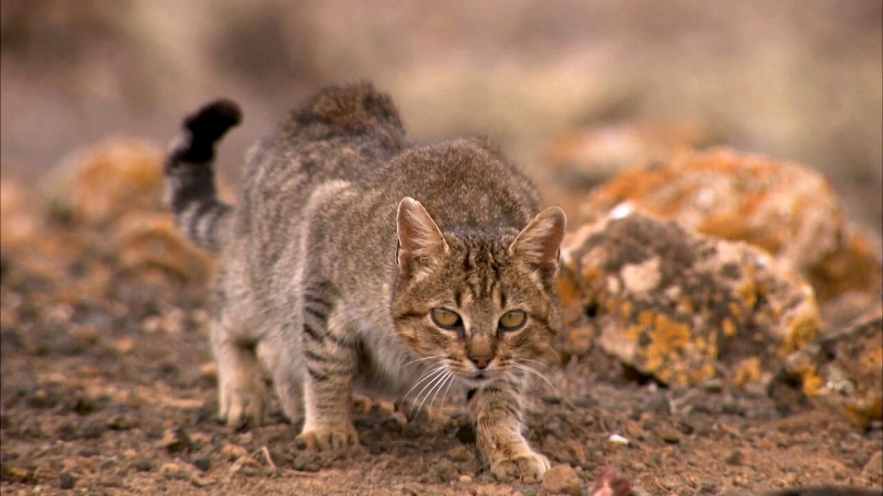 Equipo de investigación 14x32