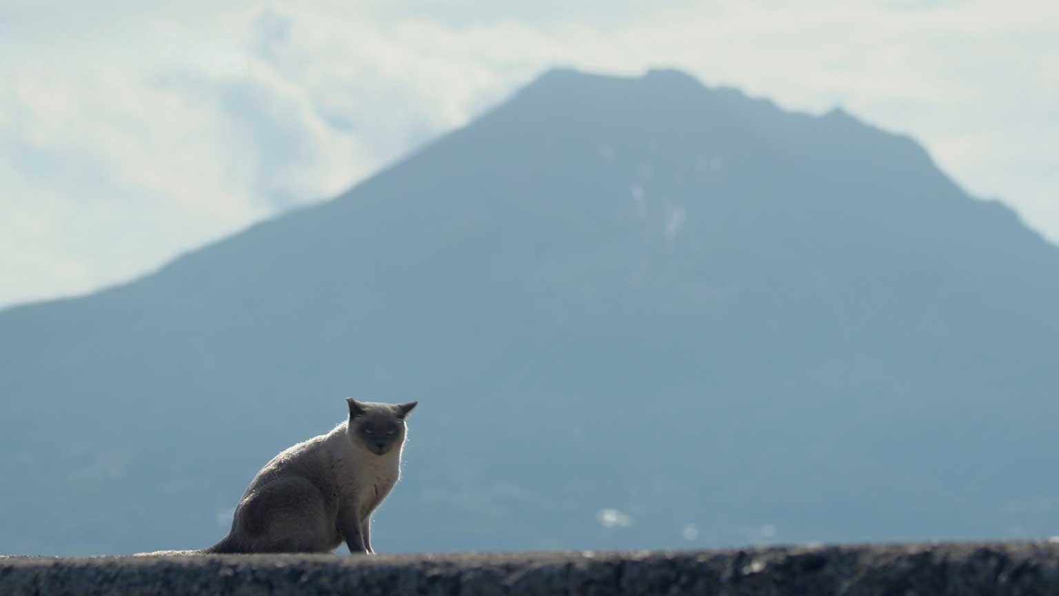 A Cat's-Eye View of Japan - Épisode 9