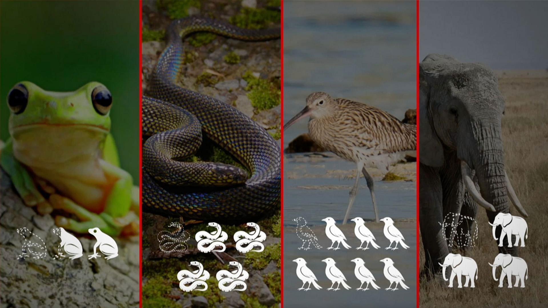 Le Dessous des cartes - Biodiversité : SOS animaux