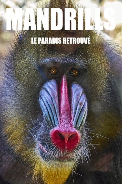 Mandrills : le paradis retrouv&eacute;