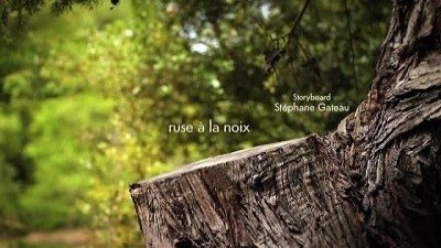 Minuscule - Ruse à la noix