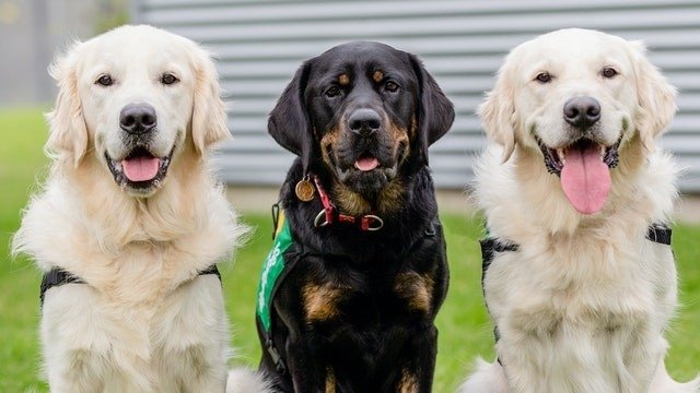 Dog Squad Puppy School
