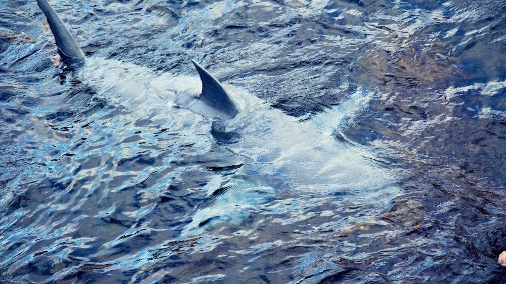 Shark Week