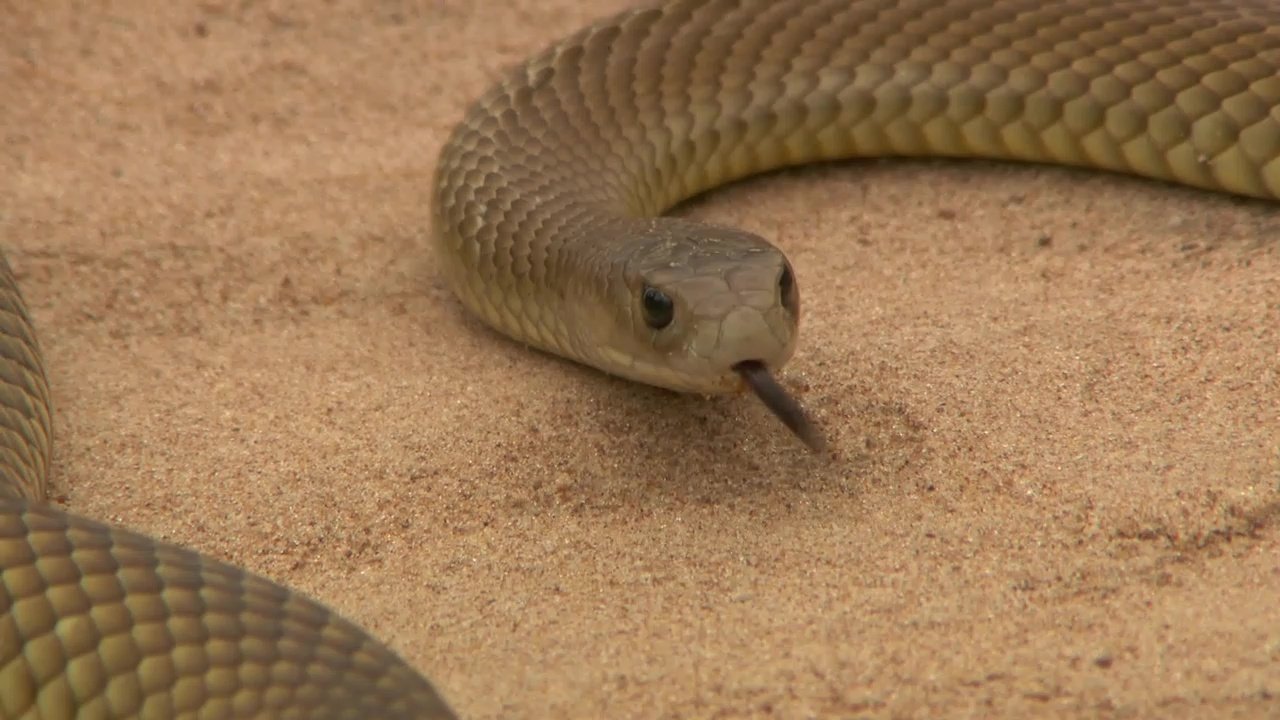 72 Dangerous Animals: Australia