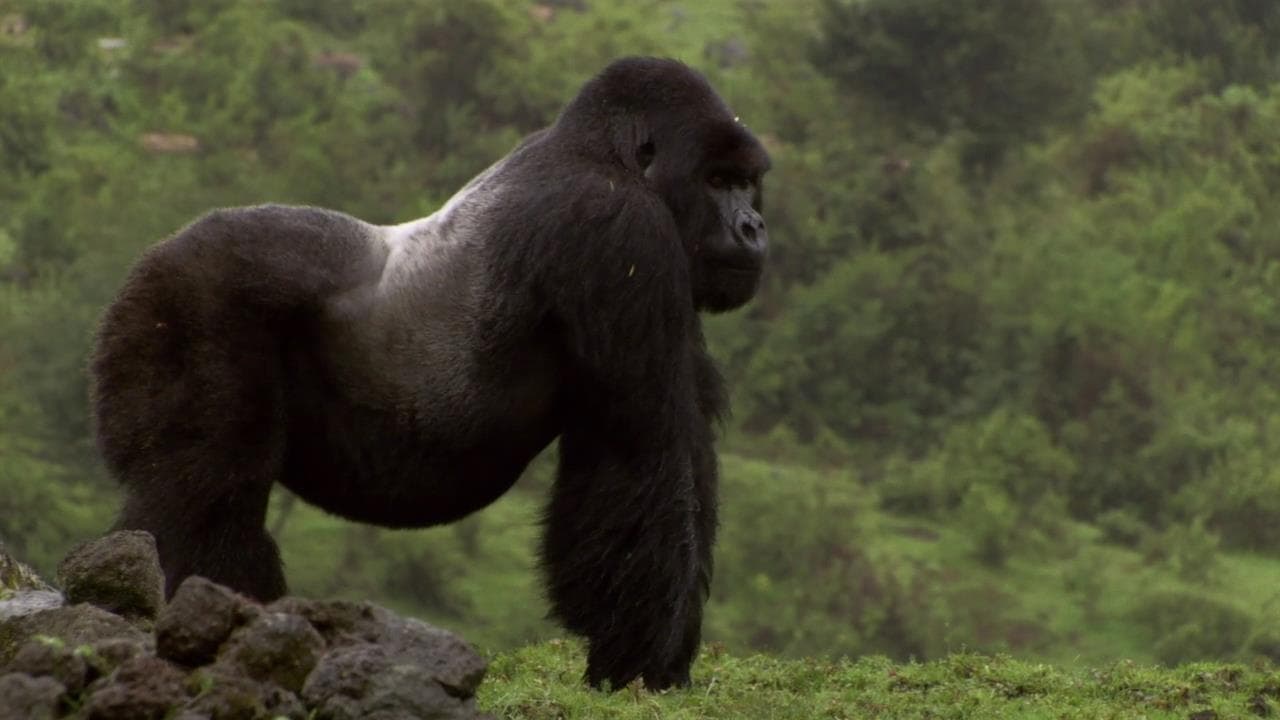 Africa: The Greatest Show On Earth (2013)