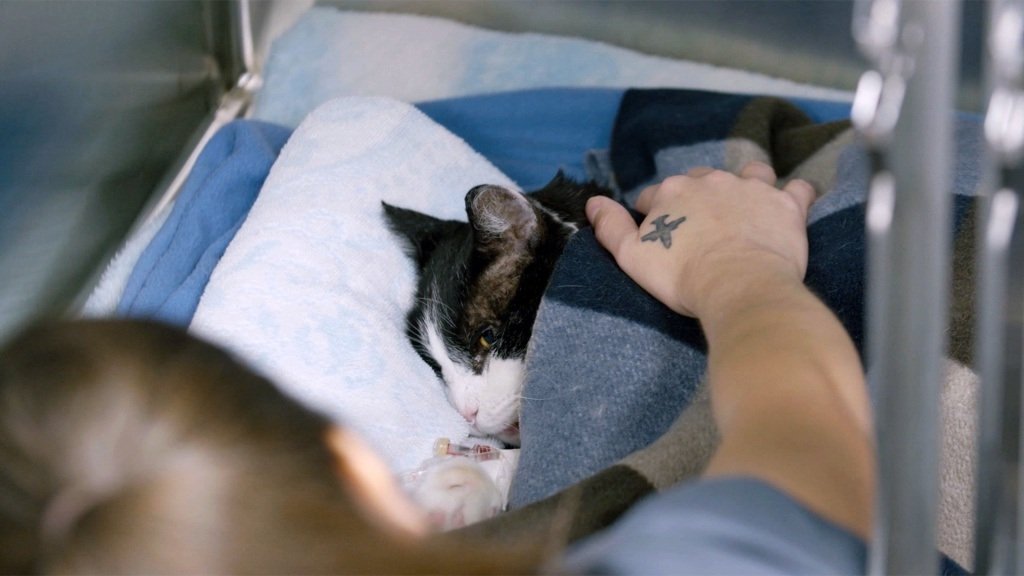 Ambulances animales - Épisode 4