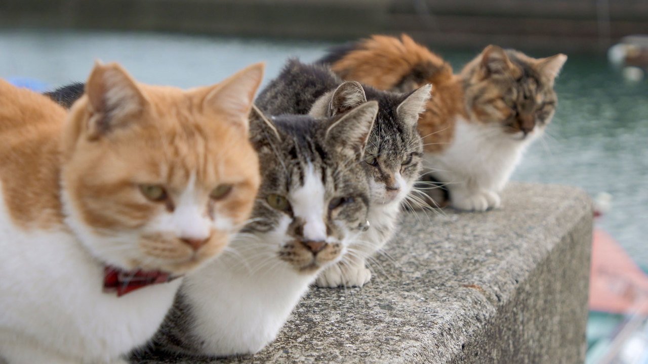 A Cat's-Eye View of Japan - Épisode 20