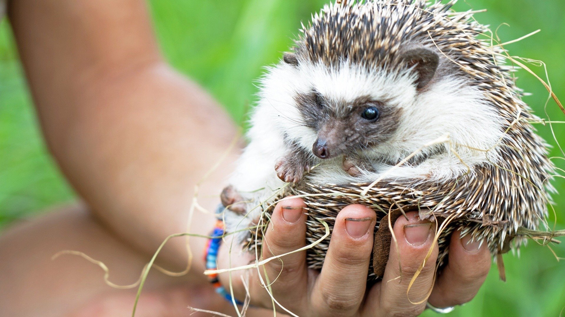 Malawi Wildlife Rescue background