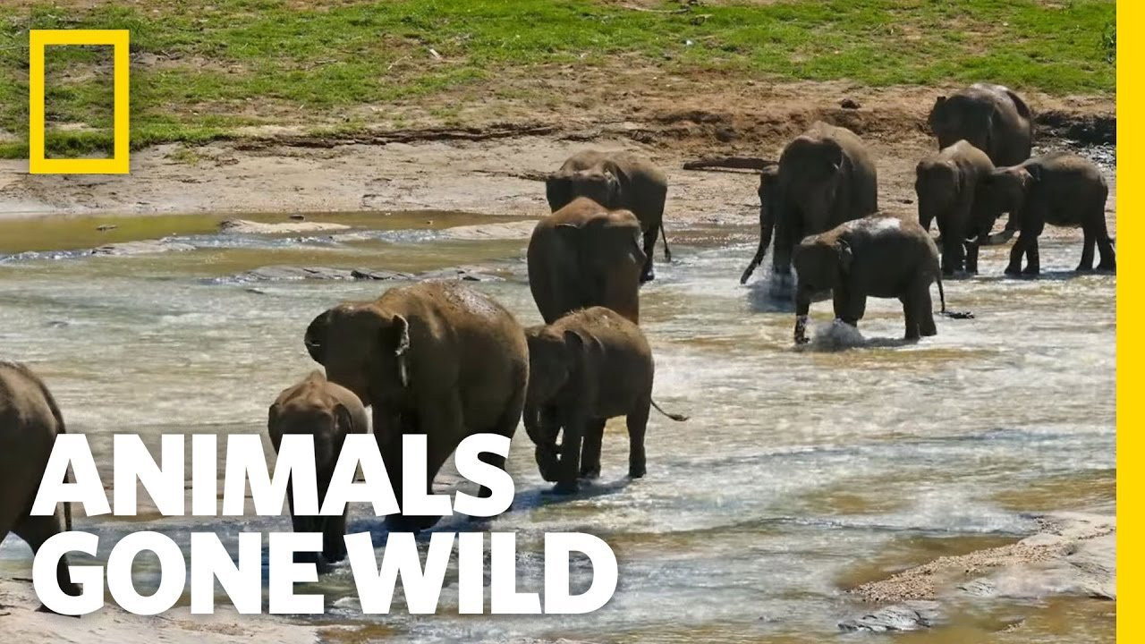 Animals Gone Wild backdrop