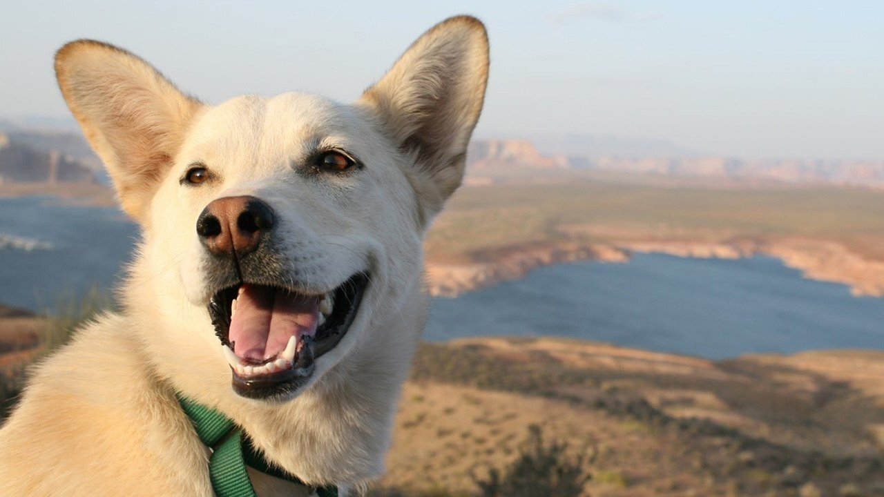 Vida de Cão poster
