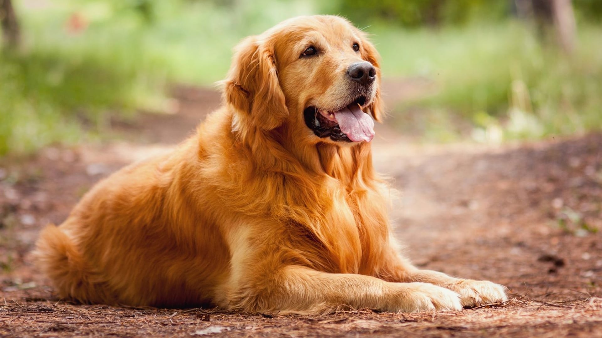 Mục Đích Sống Của Một Chú Chó - A Dog's Purpose | Razorphim
