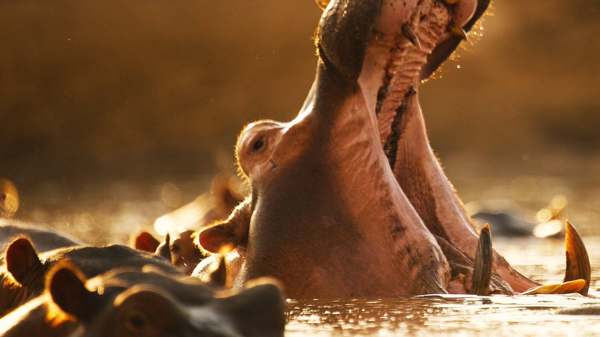 Hippo vs Croc (2014)