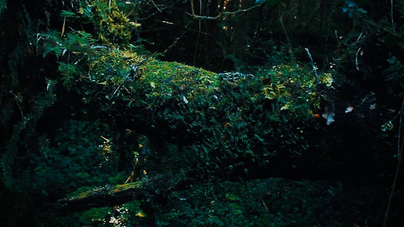 Living Nature (2020)