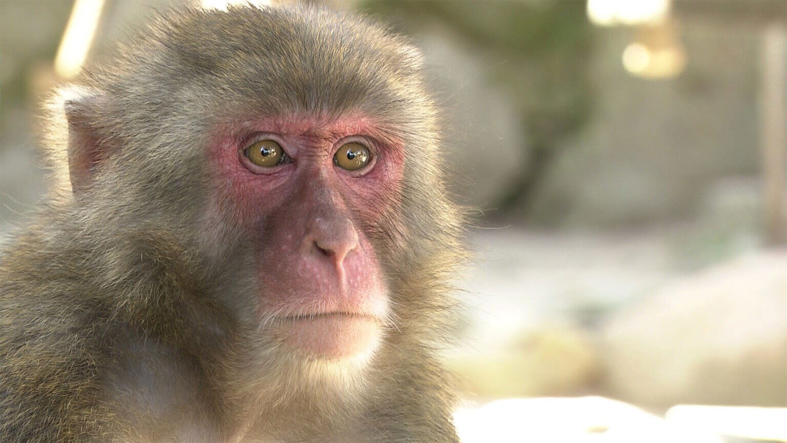 Thumbnail for Monkeys Season 1 Episode 3