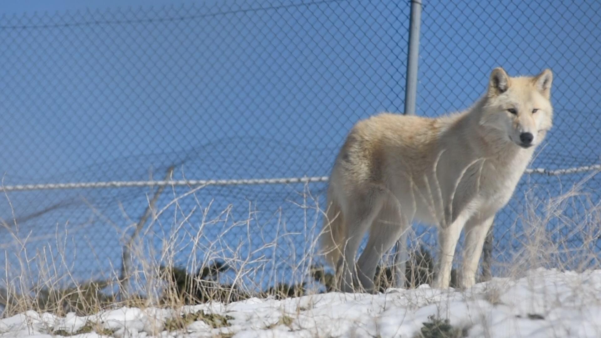 The First Canines