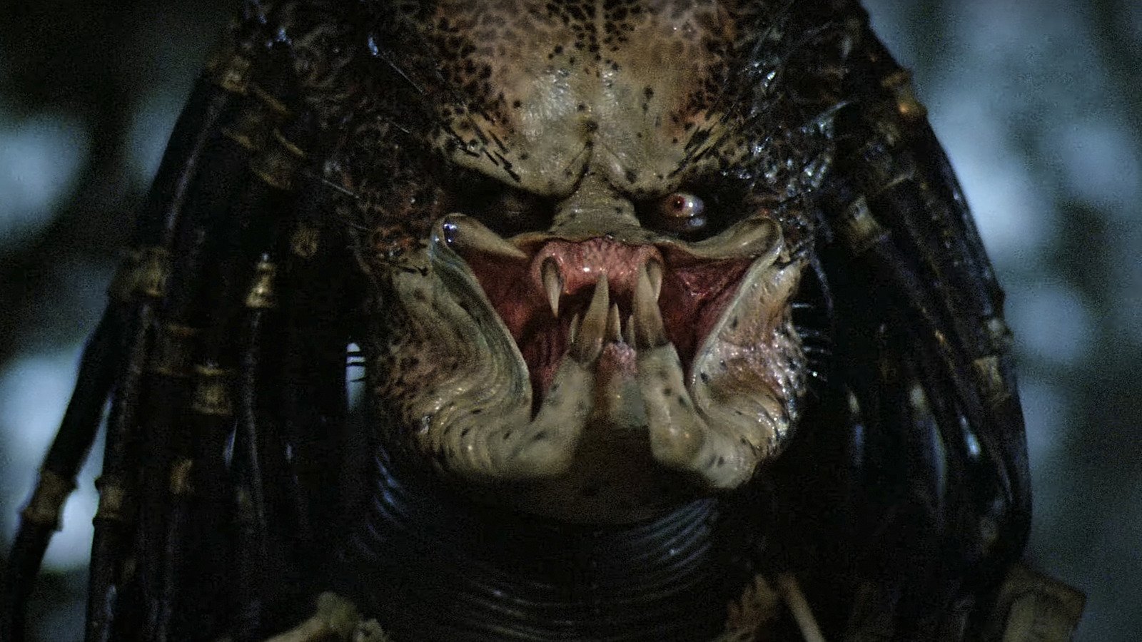 Predator