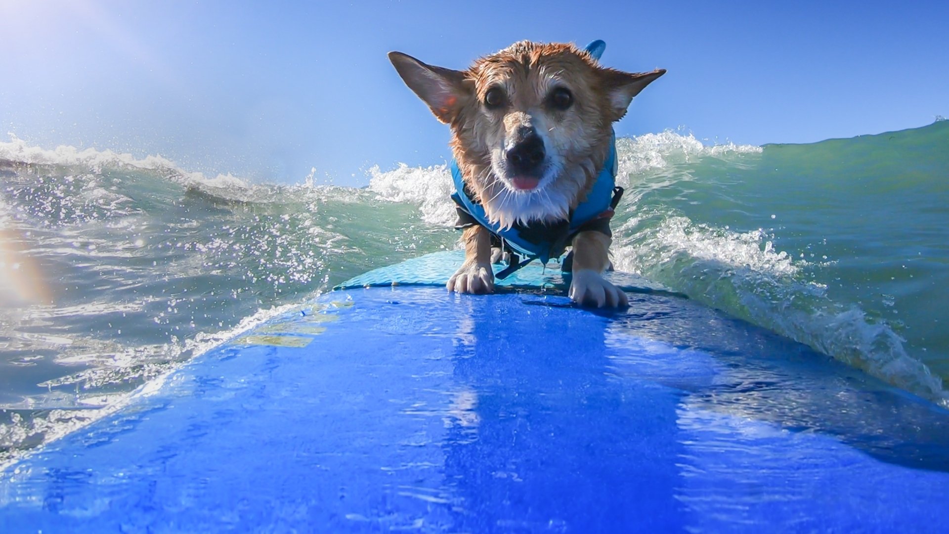 It's a Dog's Life With Bill Farmer