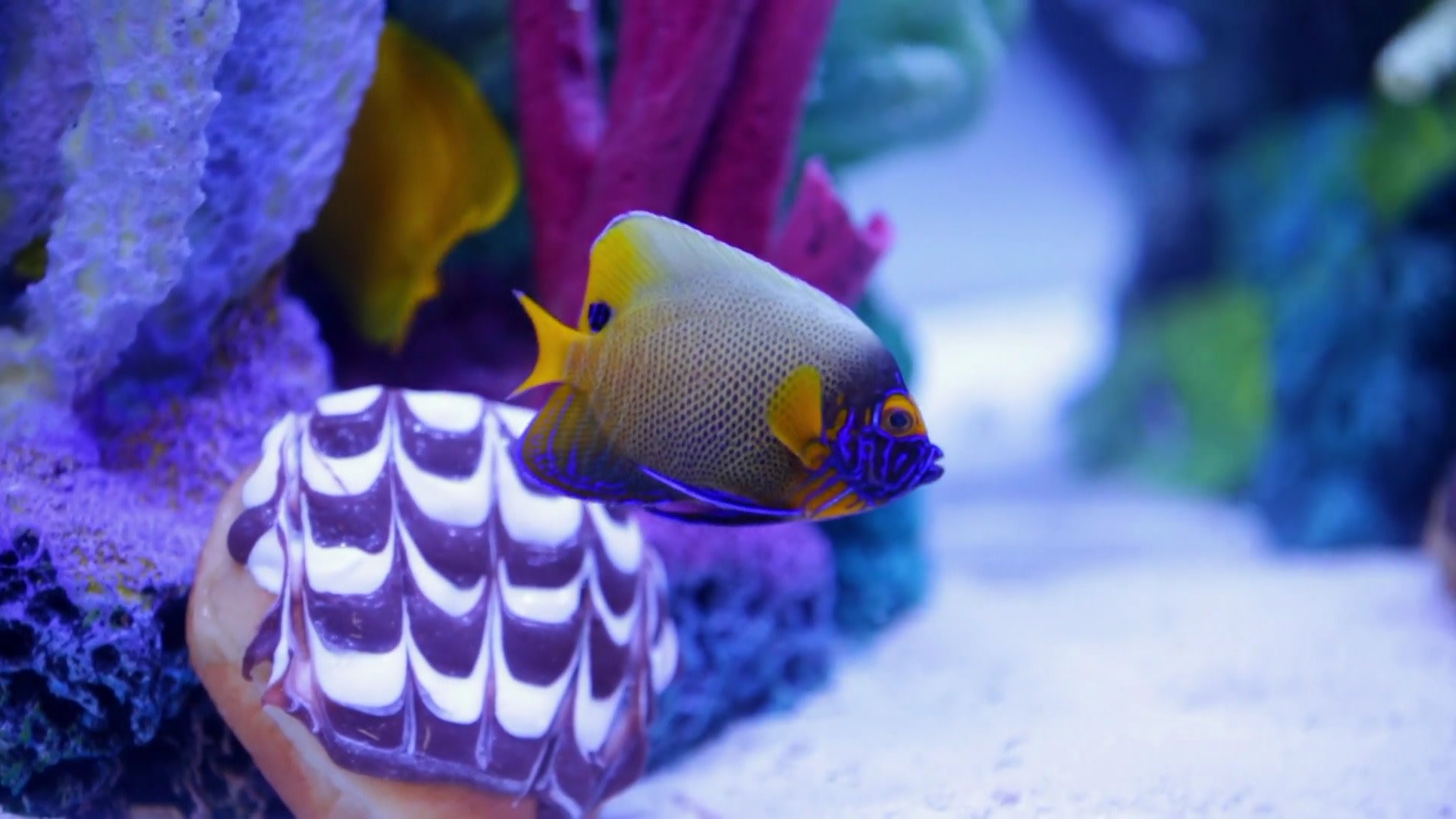Tanked