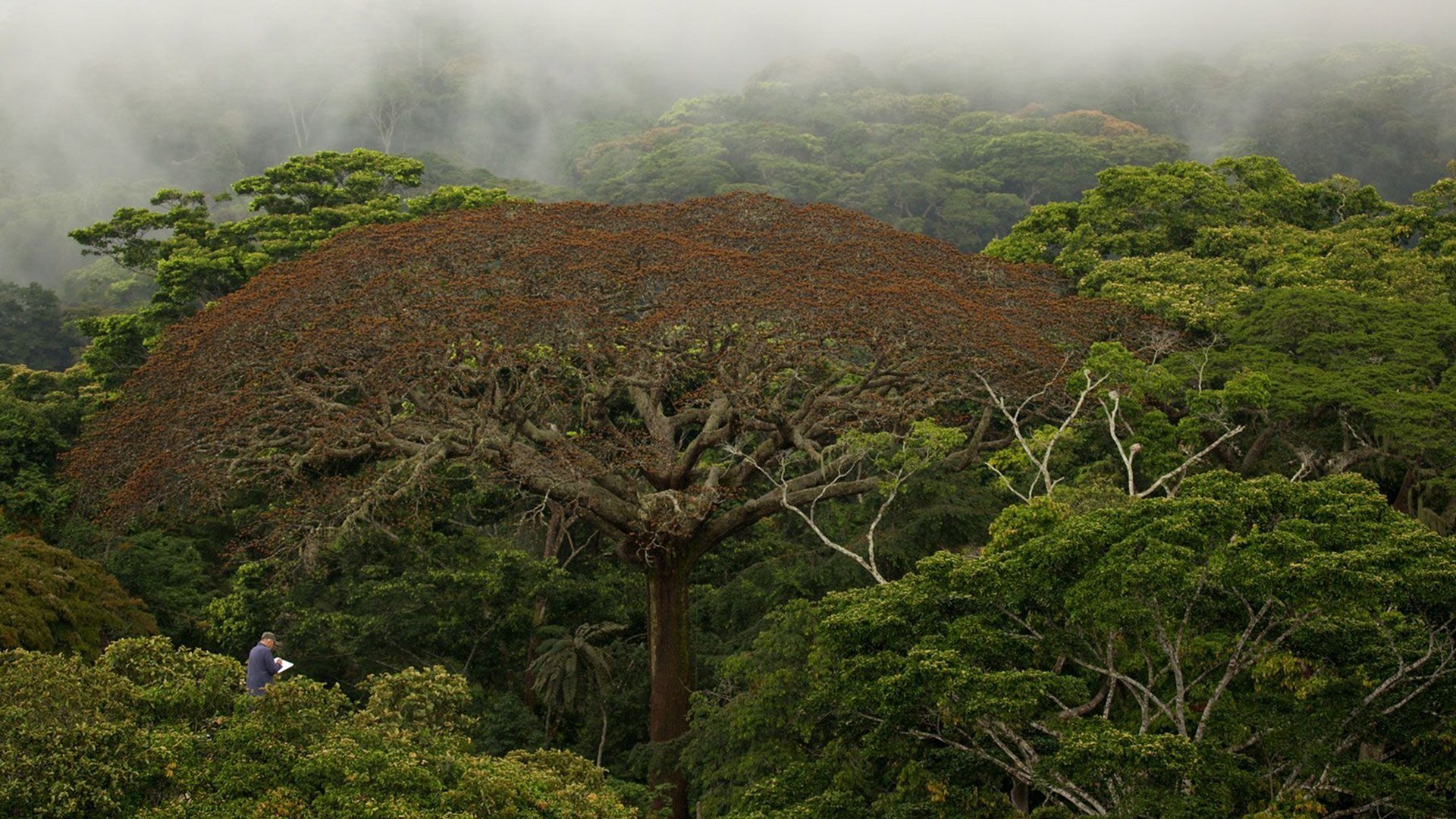 Il était une forêt