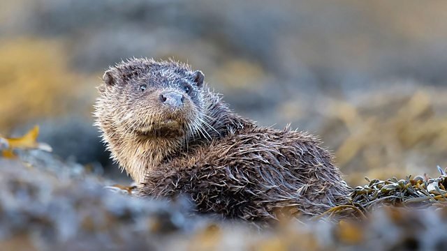 Springwatch