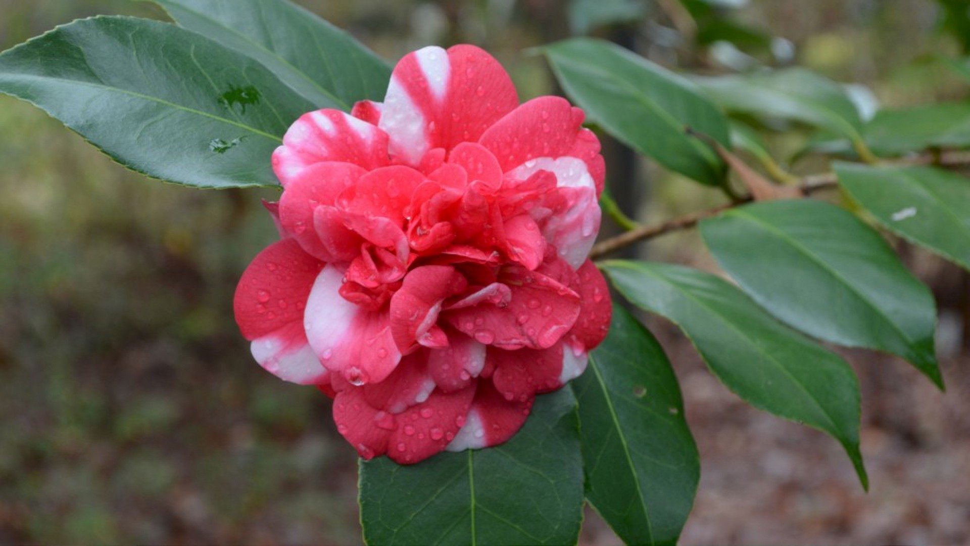Midwinter Camellia (1992)