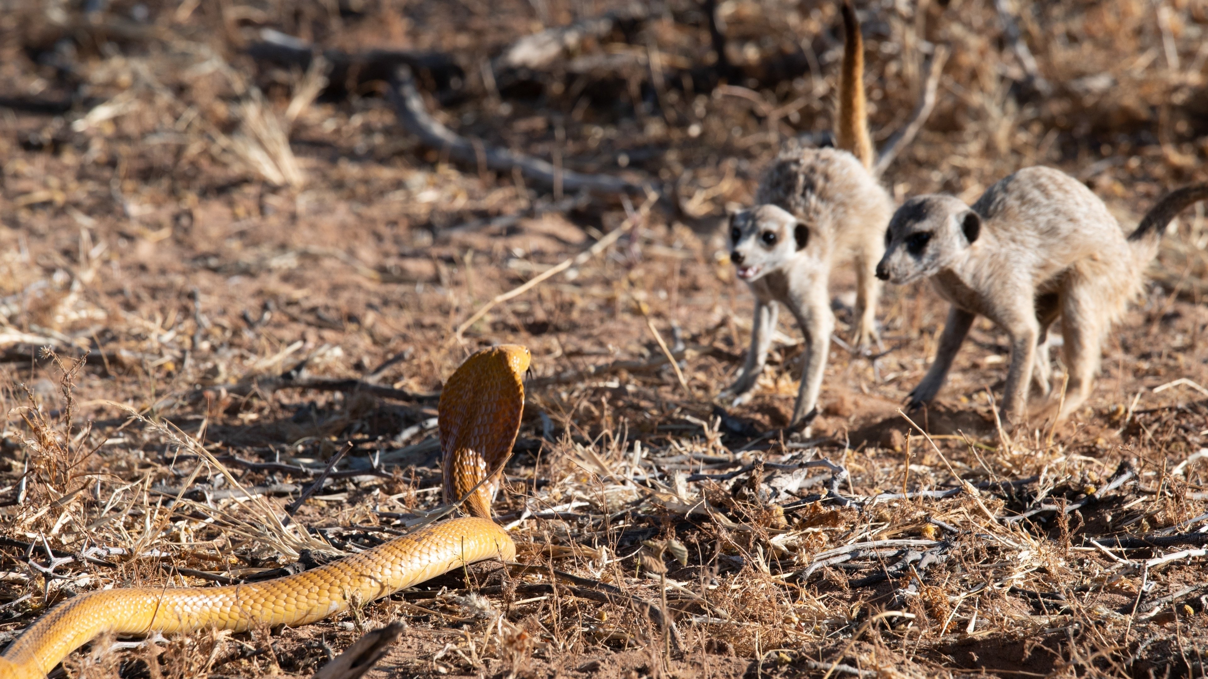 Meet The Meerkats